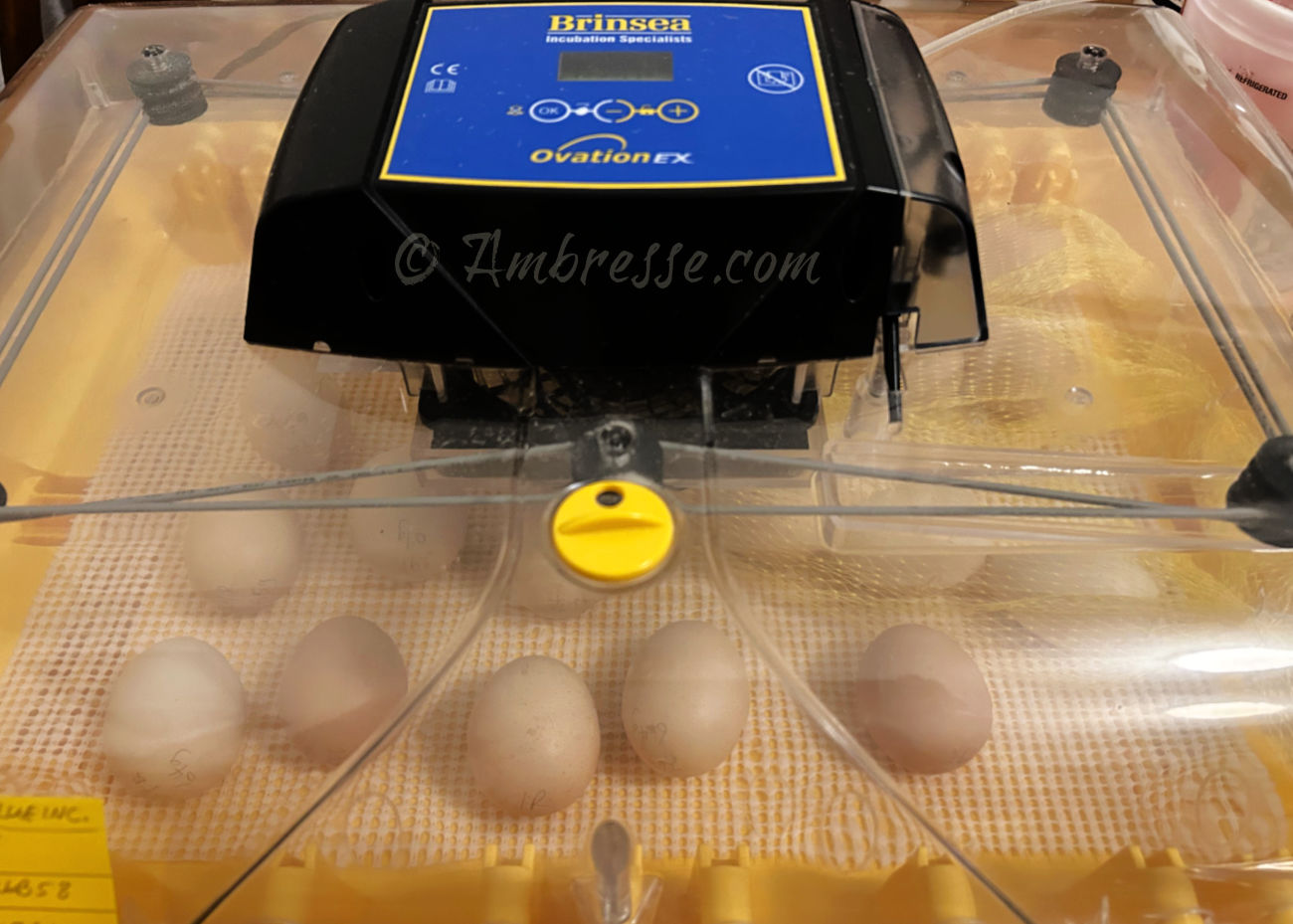 Brinsea Ovation 56 EX on lockdown.