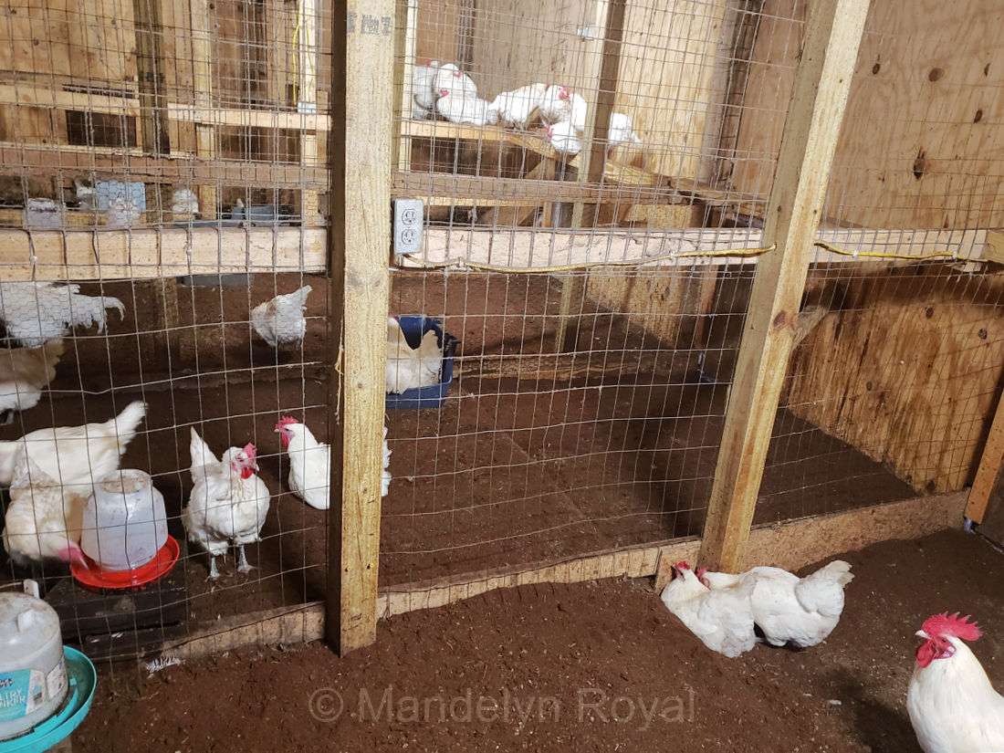 Multiple chicken pens connected to outside runs.