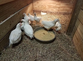 Young American Bresse chicks, several weeks old.