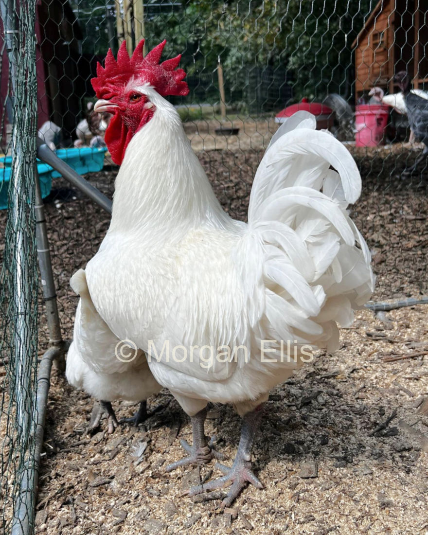 Impressive American Bresse cock raised by Morgan Ellis in New Hampshire.