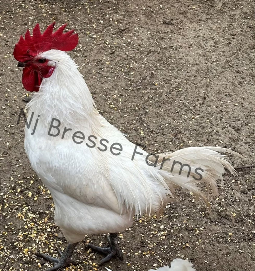 American Bresse cock at NJ Bresse Farms in New Jersey, USA.