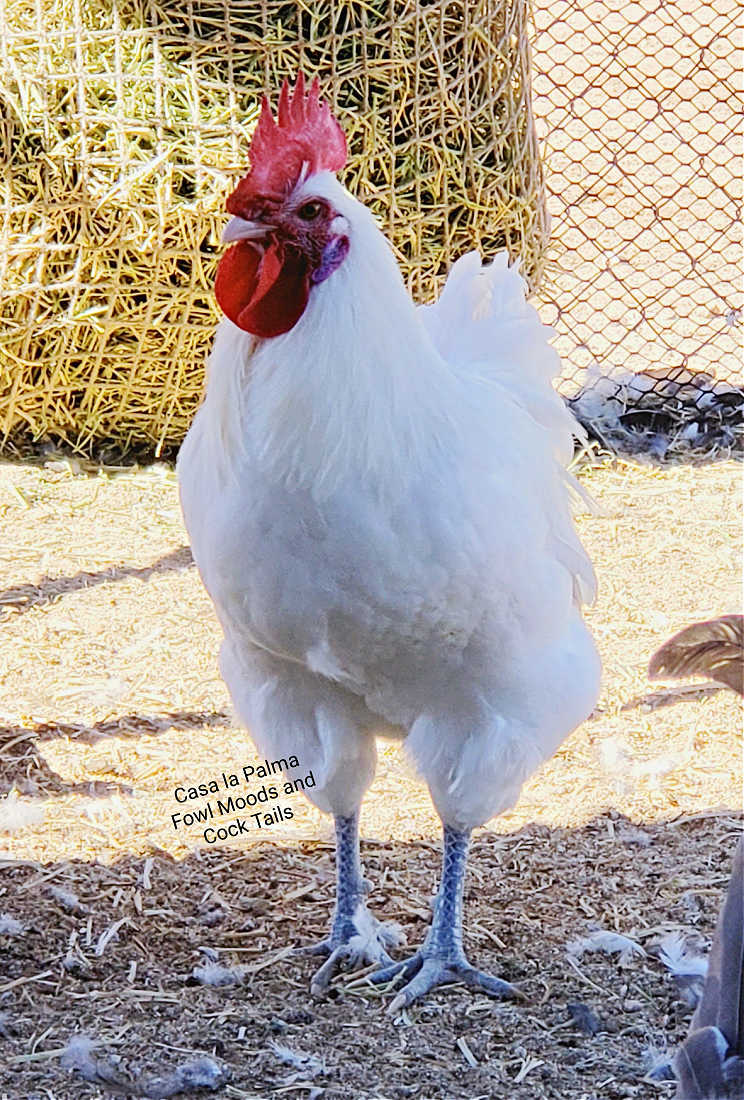 White American Bresse rooster owned by Angela Davidson of California. davidson-a-white-ABC-cock20221102a.jpg