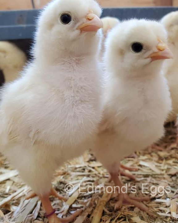 edmonds-eggs-chicks-2025.jpg edmonds-eggs-chicks-2025.jpg