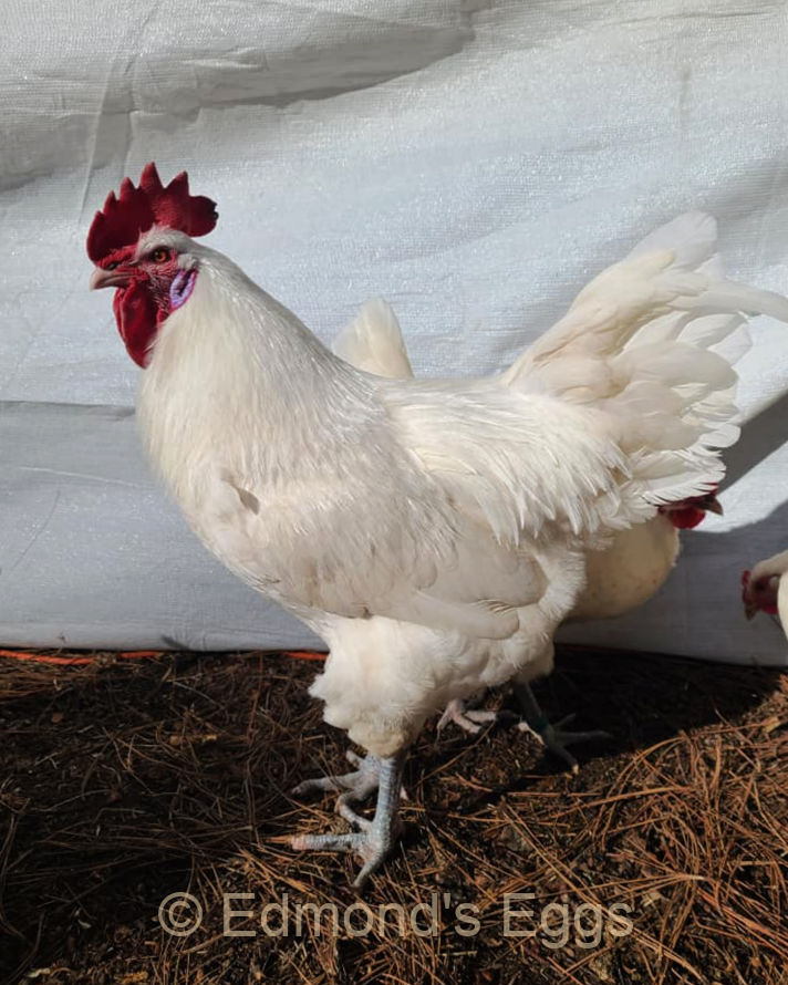 edmonds-eggs-cock-2025.jpg edmonds-eggs-cock-2025.jpg