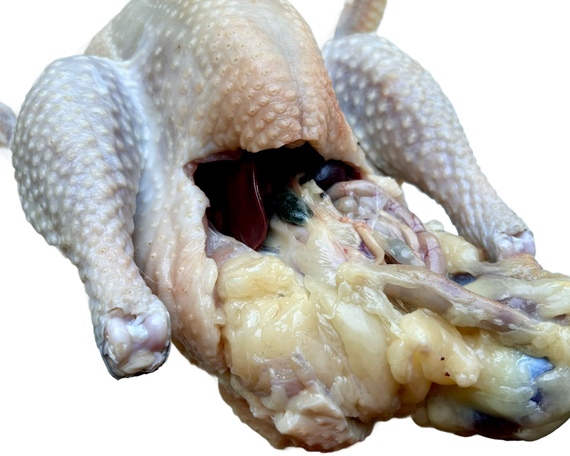 finished-processed-am-bresse-cock_2855L.jpg