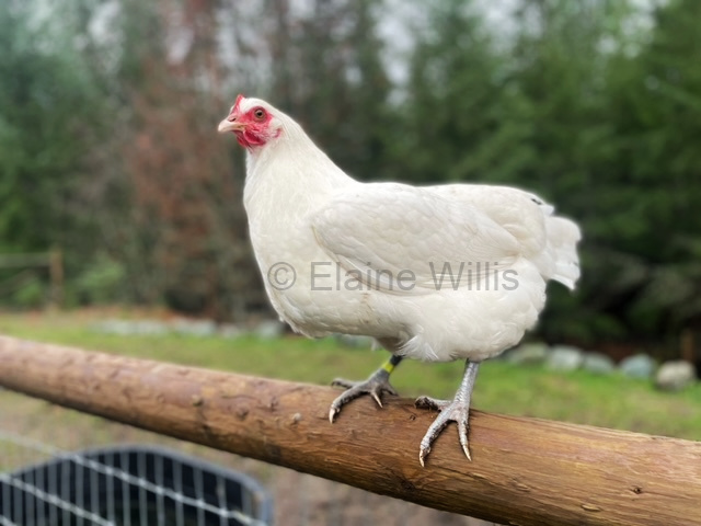 American Bresse hen from Forest Borders Farm in Duncan, BC.