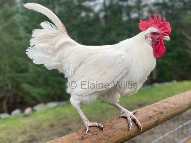 American Bresse cock from Forest Borders Farm in Duncan, BC.