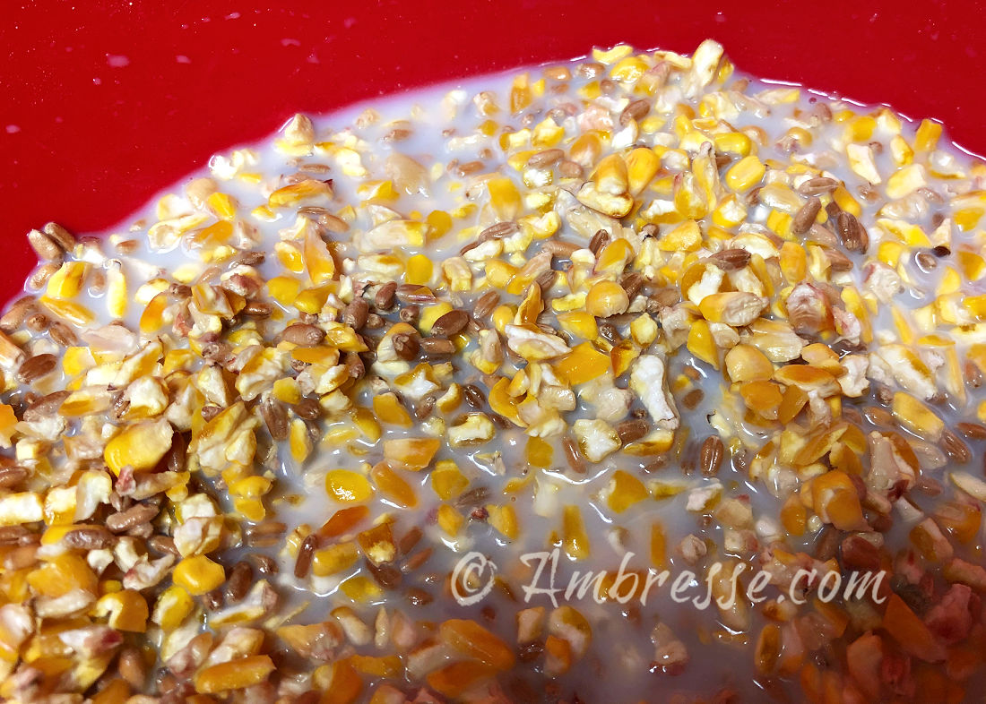 Foraging supplement feed - grains soaking in skim milk.