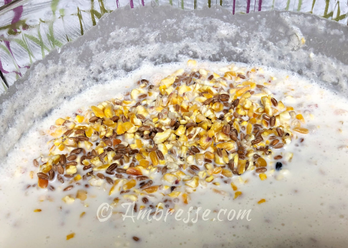 Grains soaking in whole milk, at Ambresse Acres in Washington State.