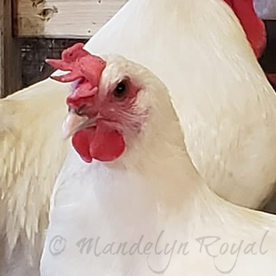 Head shot of an American Bresse hen raised at Arcadian Orchard in Ohio.