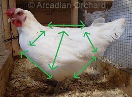 Angles illustrating ample body capacity and balanced structure in this American Bresse pullet raised by Arcadian Acres.