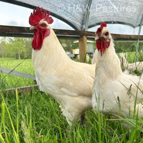 American Bresse cock and hen at H&W Pastures in West Virginia.