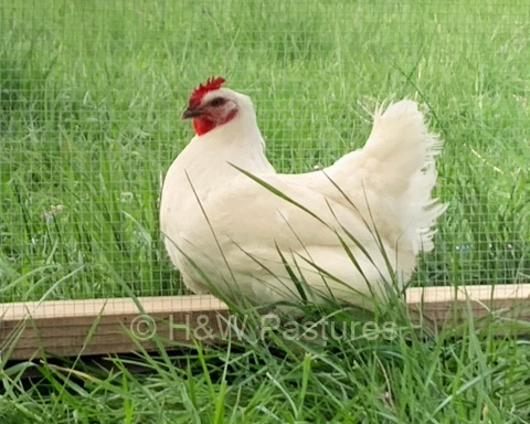 American Bresse hen at H&W Pastures in West Virginia.