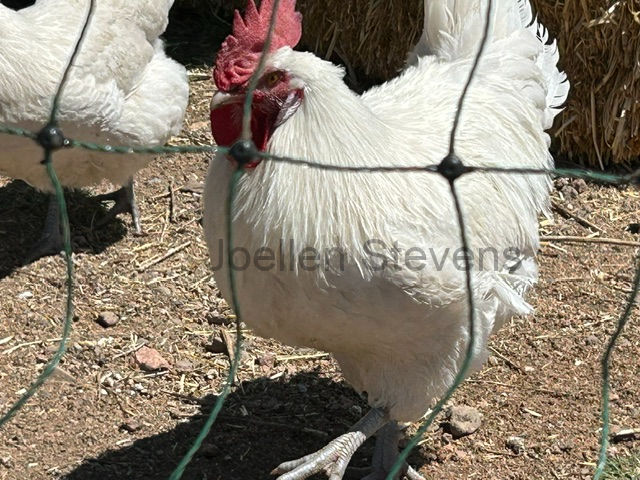American Bresse cock - JoEllen Stevens