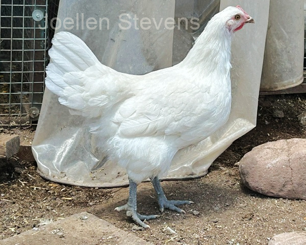 jestevens - American Bresse pullet.
