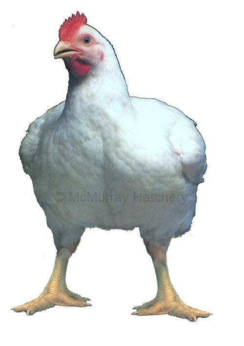 Cornish Cross chicks are available from Murray McMurray Hatchery.