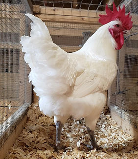 16-22 week old juvenile American Bresse cockerel.