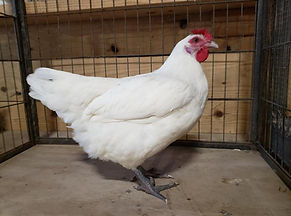 16-22 week old juvenile American Bresse pullet.