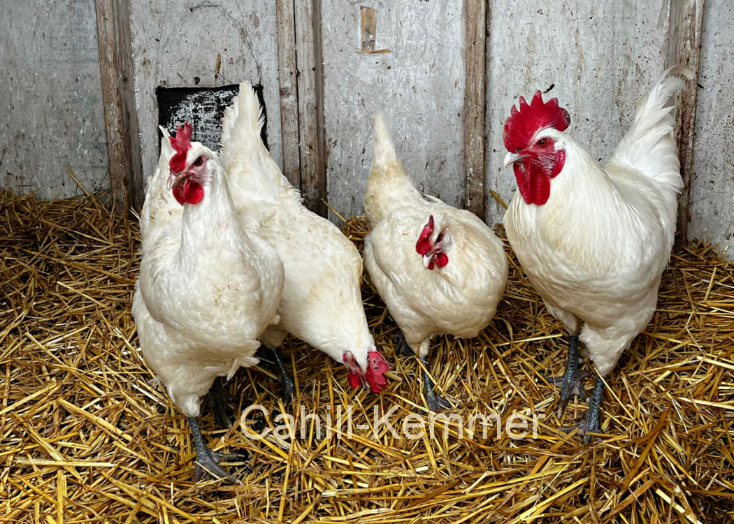 kemmer-flock1a.jpg