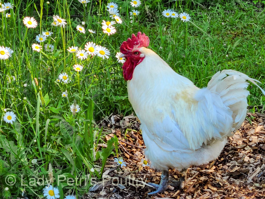 American Bresse rooster, Lady Petri's Poultry.