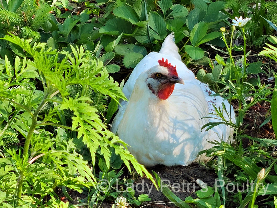 Lady Petri's Poultry - rooster