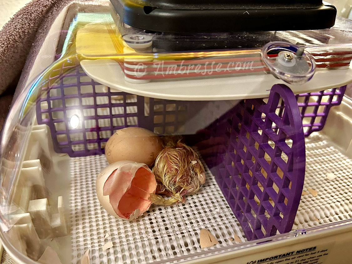 After-market dividers (purple) installed in the Maticoopx 30.