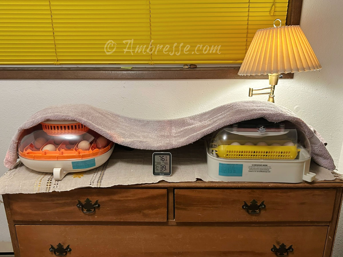 Maticoopx and Chickcozy incubators in use.