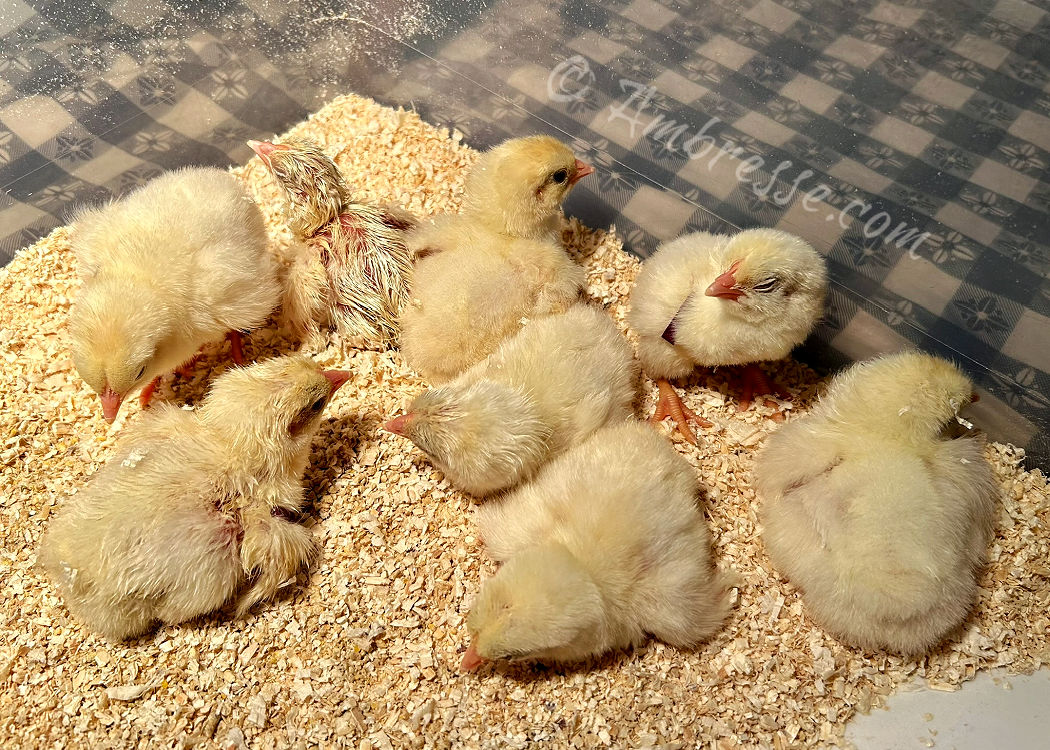Day-old chicks hatched in a Maticoopx 30 egg incubator_2220.