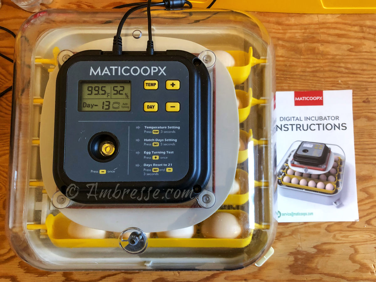Maticoopx 30 incubating American Bresse eggs.