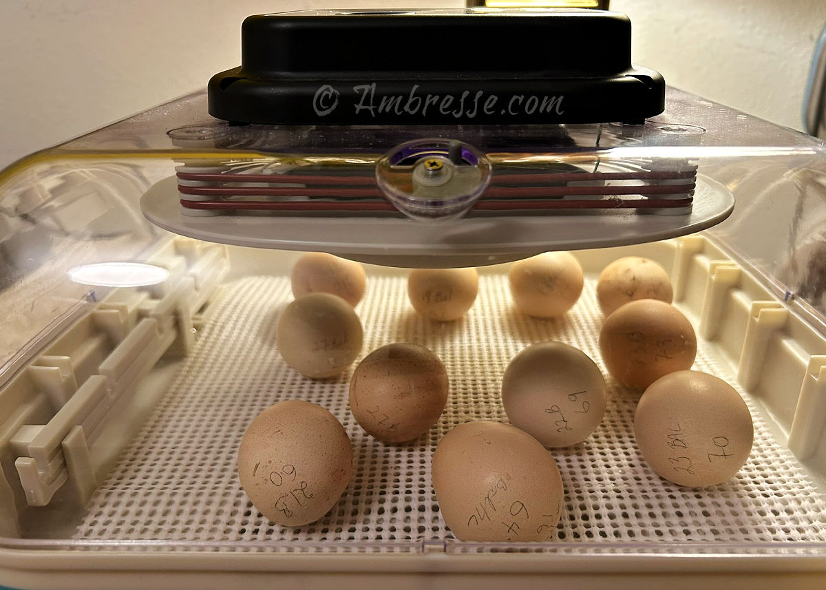 Maticoopx 30 Lockdown_2200.