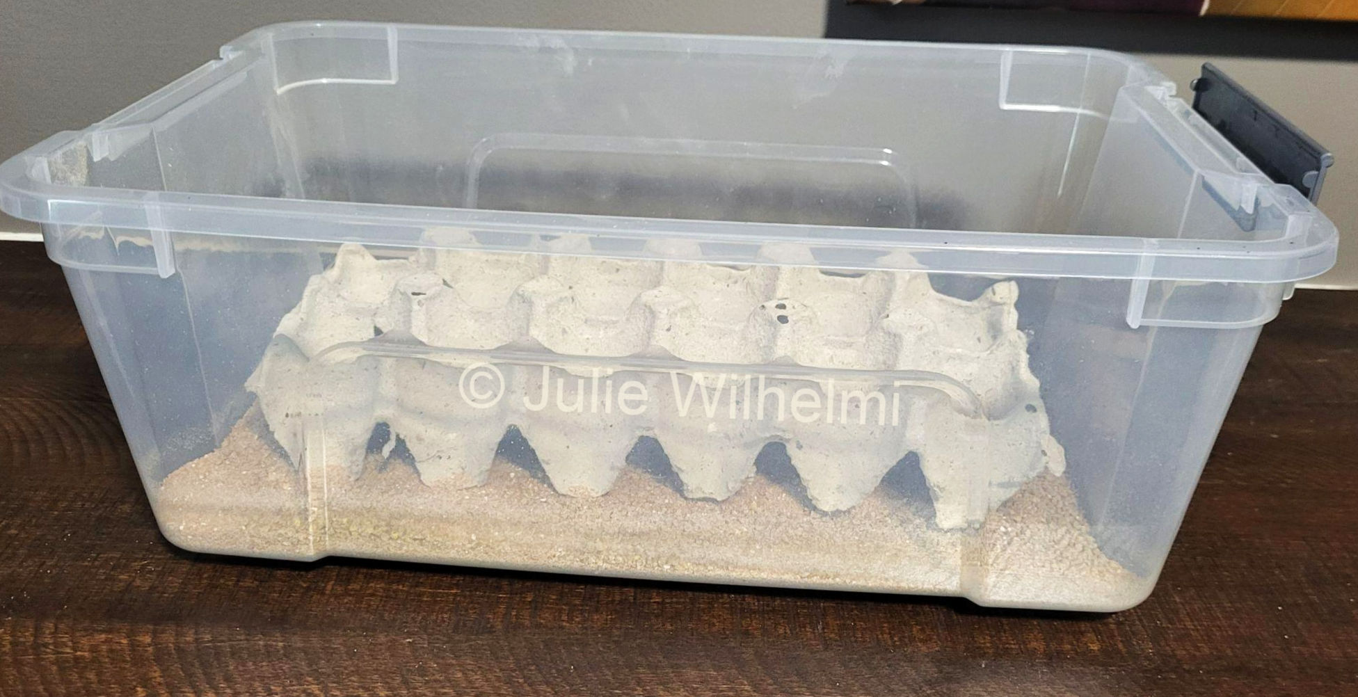 Mealworm bin with wheat bran and egg carton is waiting for the arrival of mealworm larvae.