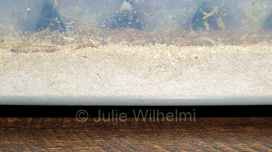 Mealworms and their frass.
