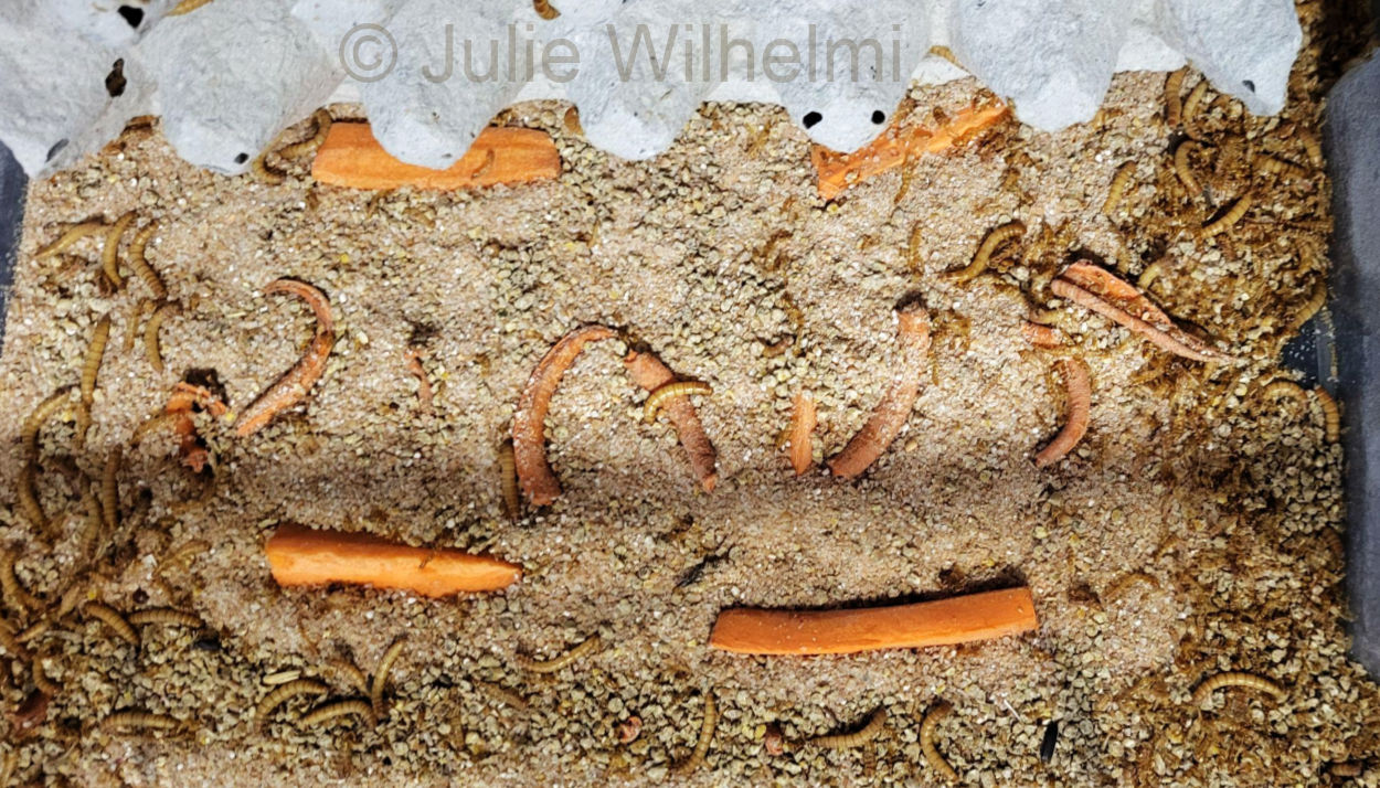 Bin of mealworm larvae, also called the nursery bin.