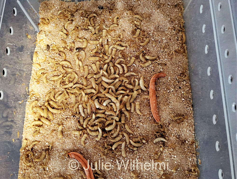 Darkling beetle pupae in their mealworm farm bin.