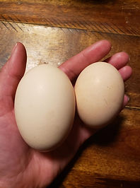 American Bresse hatching eggs.