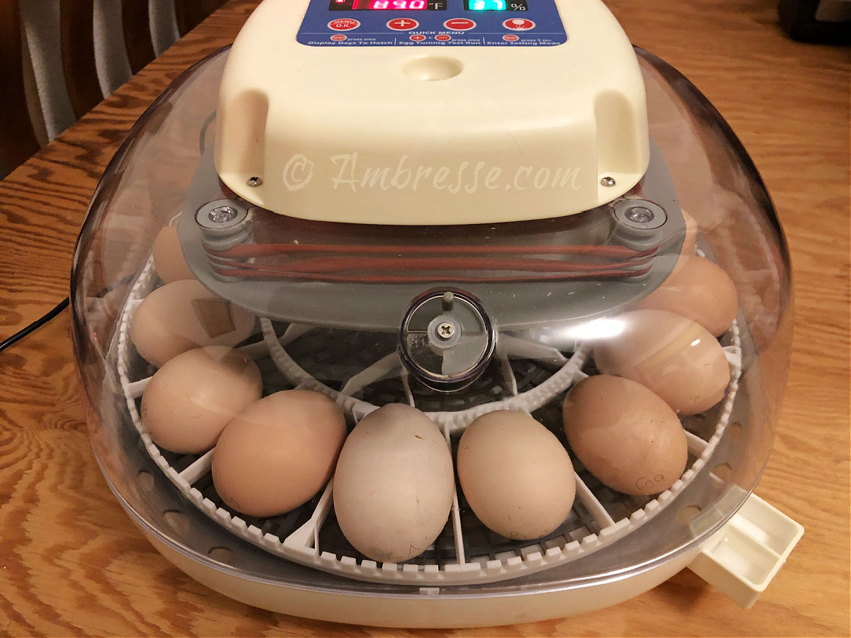 Nurture-Right 360 incubator.