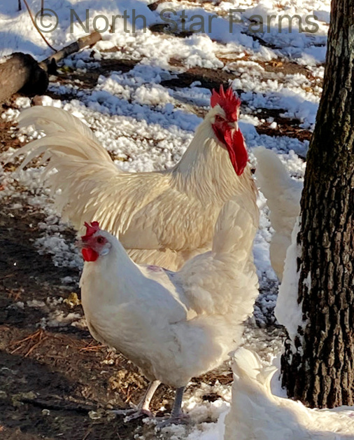 American Bresse hen at North Star Farms.