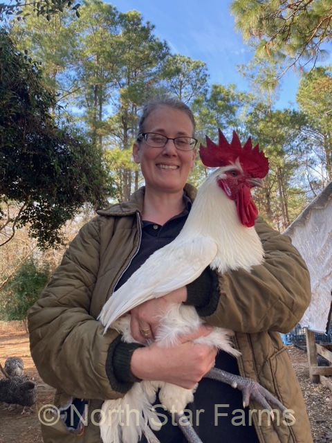 American Bresse cock at North Star Farms.