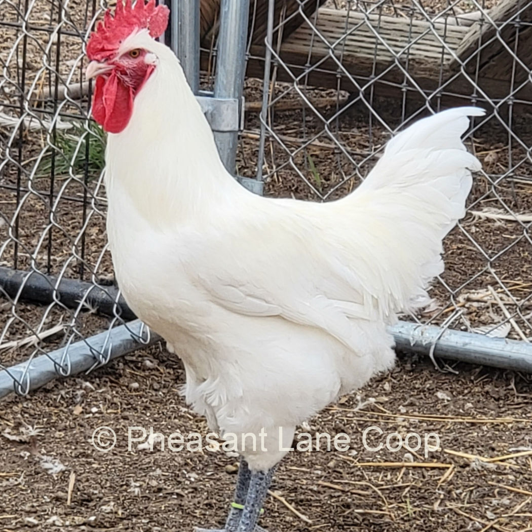 pheasant-lane-cock1.jpg
