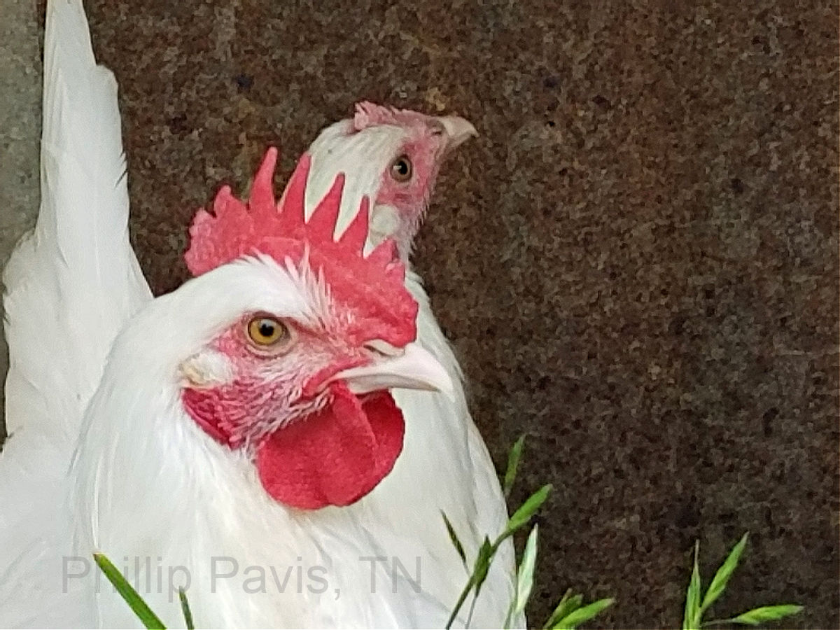 Pair of nice-looking American Bresse "teenagers." Breeder: Phillip Pavis in TN.