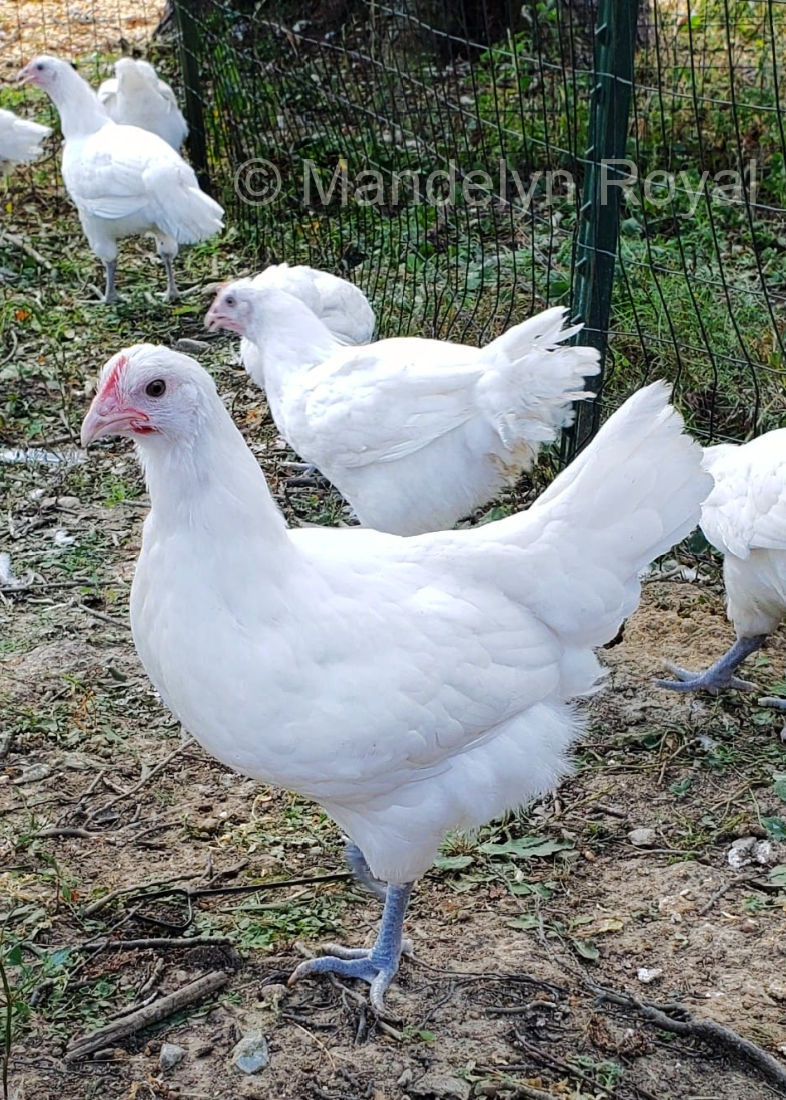 Promising pullet at Arcadian Orchard.