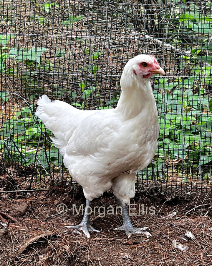 Nice American Bresse pullet raised by Morgan Ellis in New Hampshire.