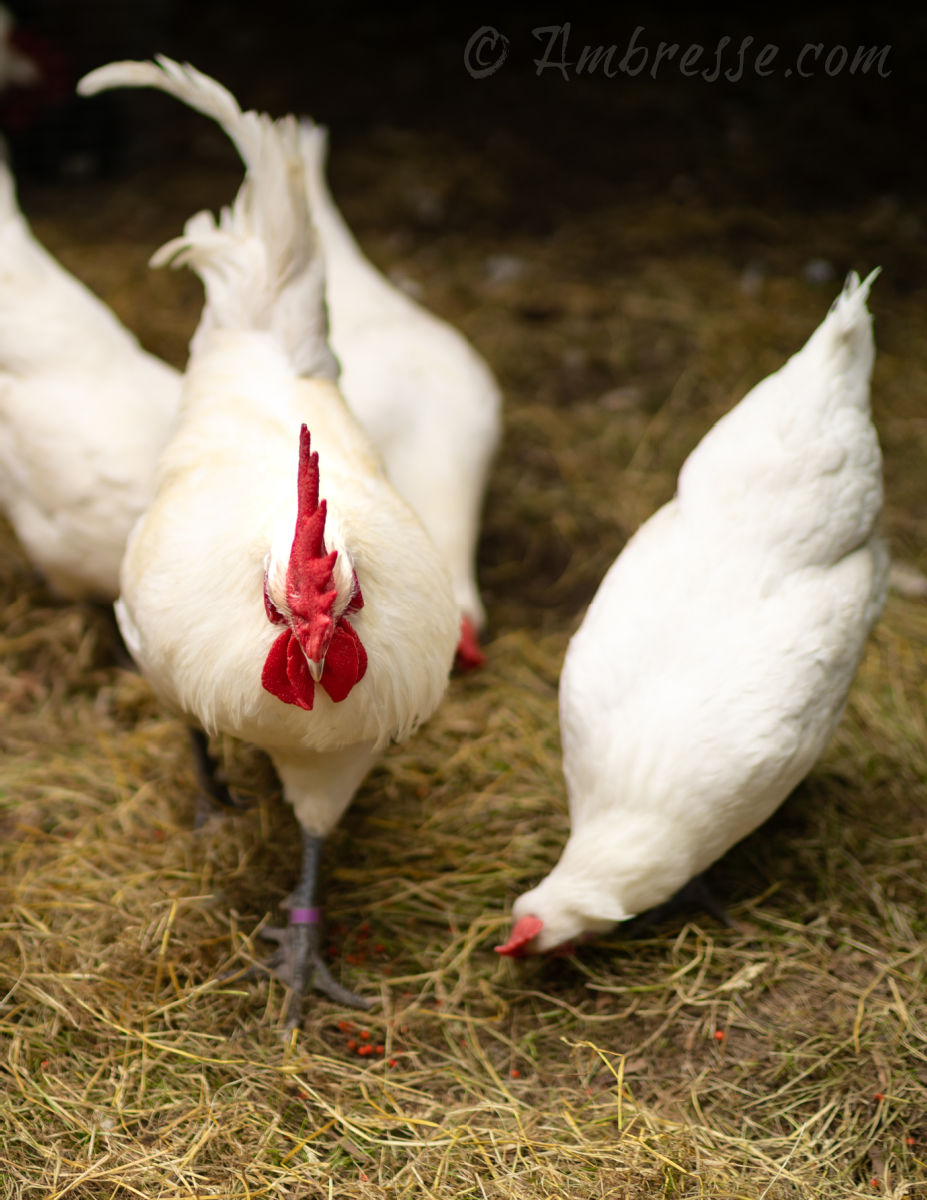 American Bresse chickens foraging organically.