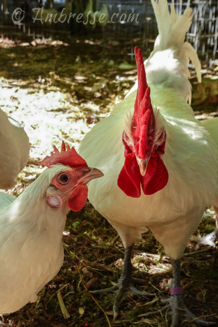 American Bresse hen hoping for tidbits from the flock rooster.