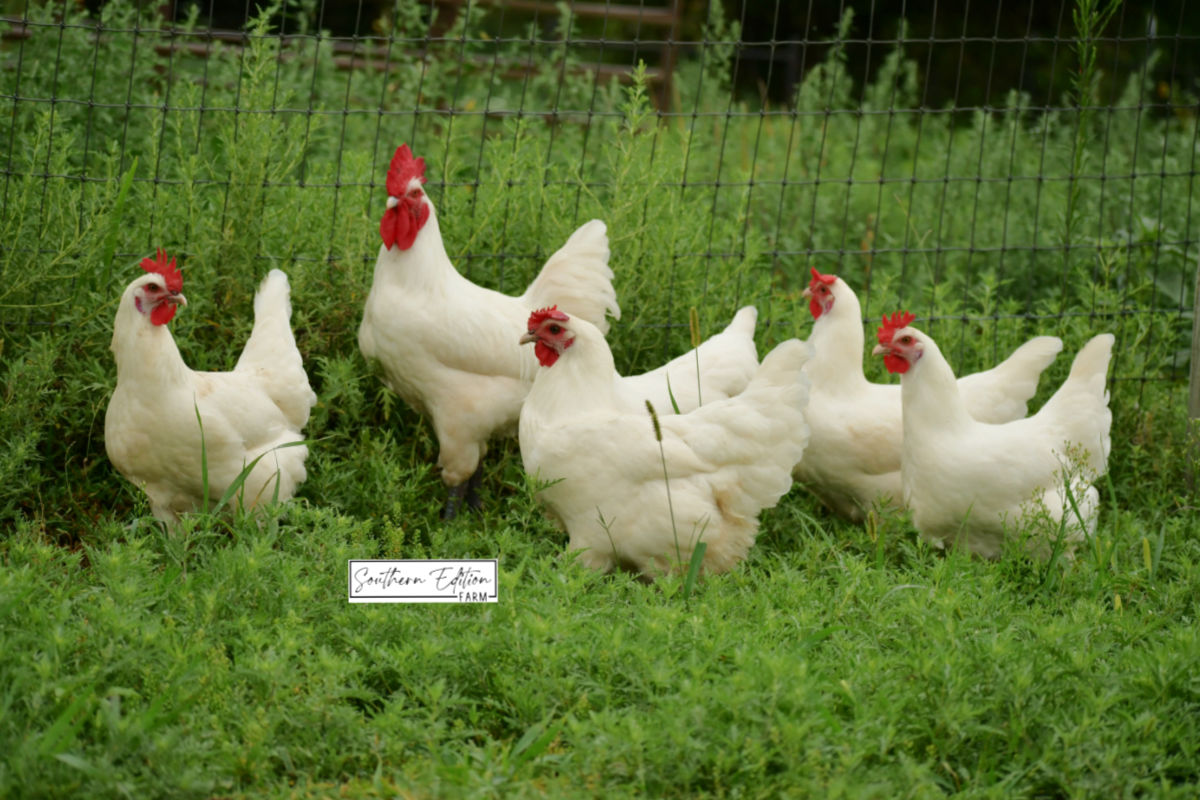 southerneditionfarm-flock-ar.jpg