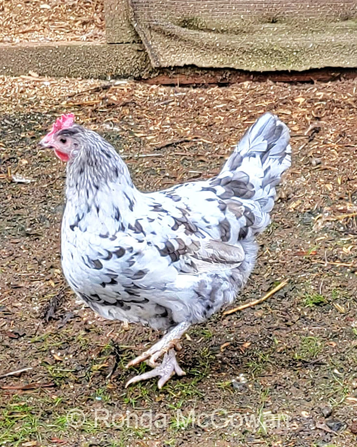 Beautiful Splash American Bresse Hen owned by Ronda McGowan.