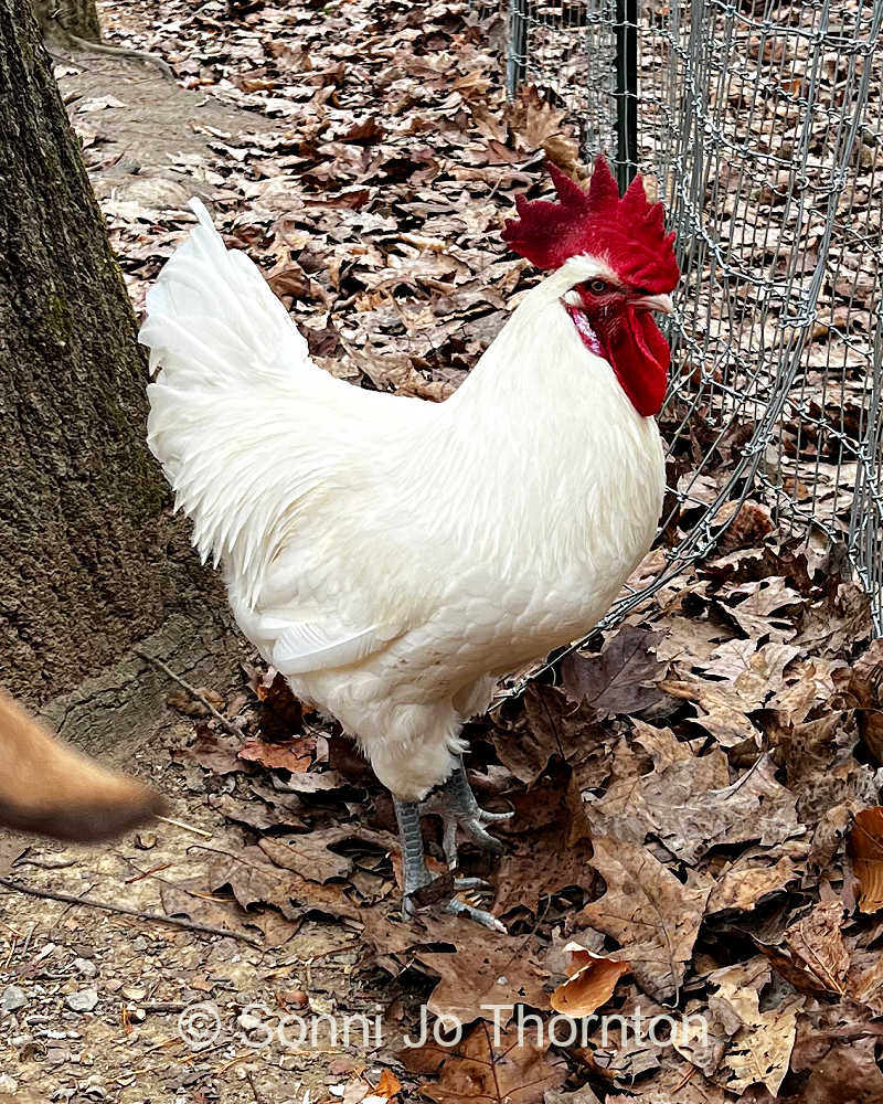 American Bresse rooster from SonniJo's Chicken in North Carolina.