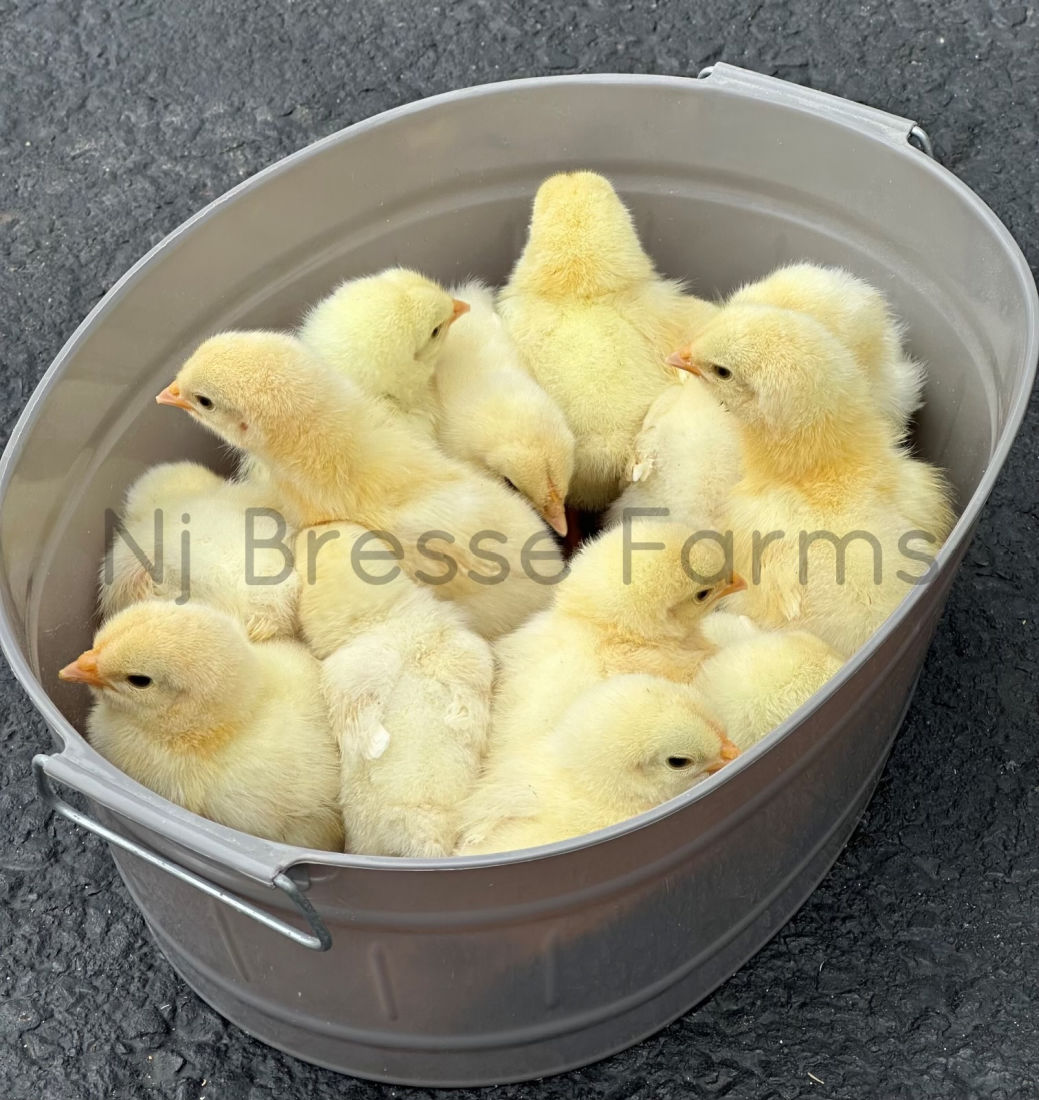 Tub of American Bresse chicks from NJ Bresse Farms.