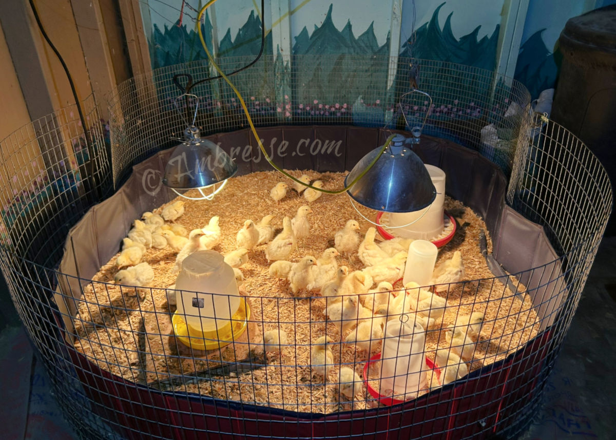 Week-old chicks in a doggy pool turned brooder.