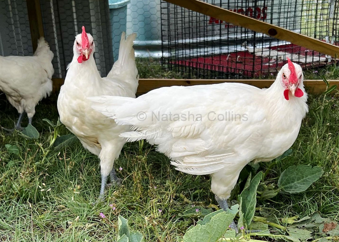 White American Bresse cockerels owned by Natasha Collins in Mangum OK.